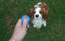 clicker-training-at-dogPACER