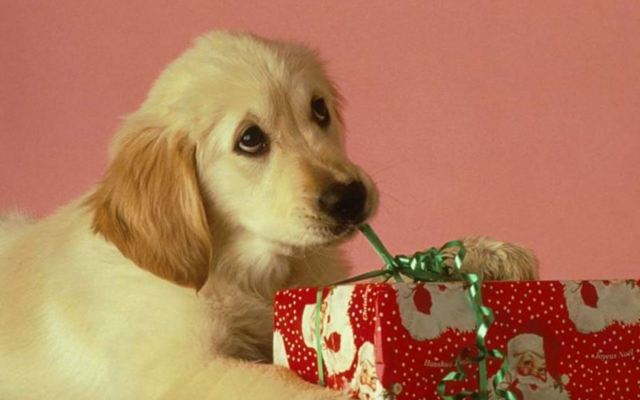 Christmas-Puppy-puppies-15897188-1280-800