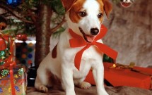 Sweet-dog-under-Xmas-Tree-800-969604