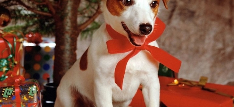 Sweet-dog-under-Xmas-Tree-800-969604